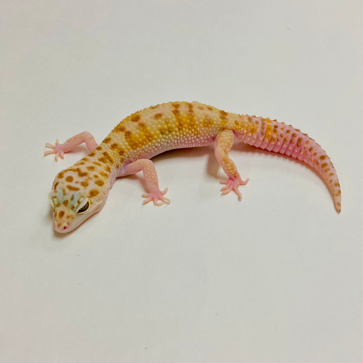 Mack Snow Tremper Albino Leopard Gecko Female A-H4-71122-1