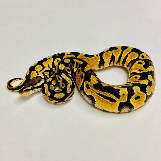 Pastel Het Clown Ball Python- Male #2023M01