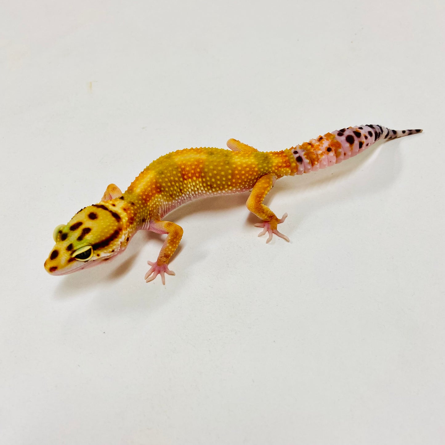 Bandit Citrine Leopard Gecko- Female #F-C8-73123-1