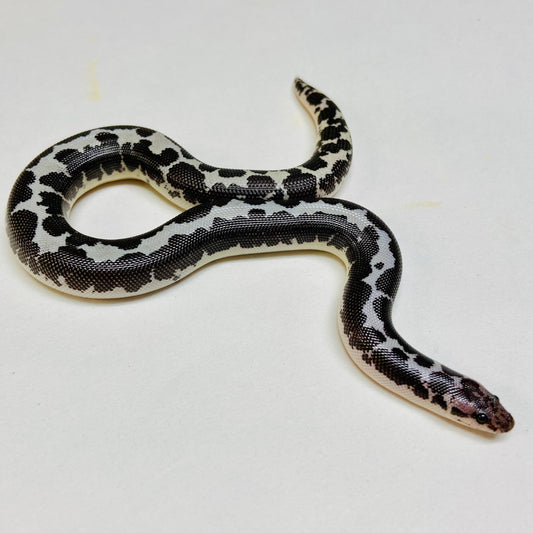 Anery Kenyan Sand Boa Male 2024M09