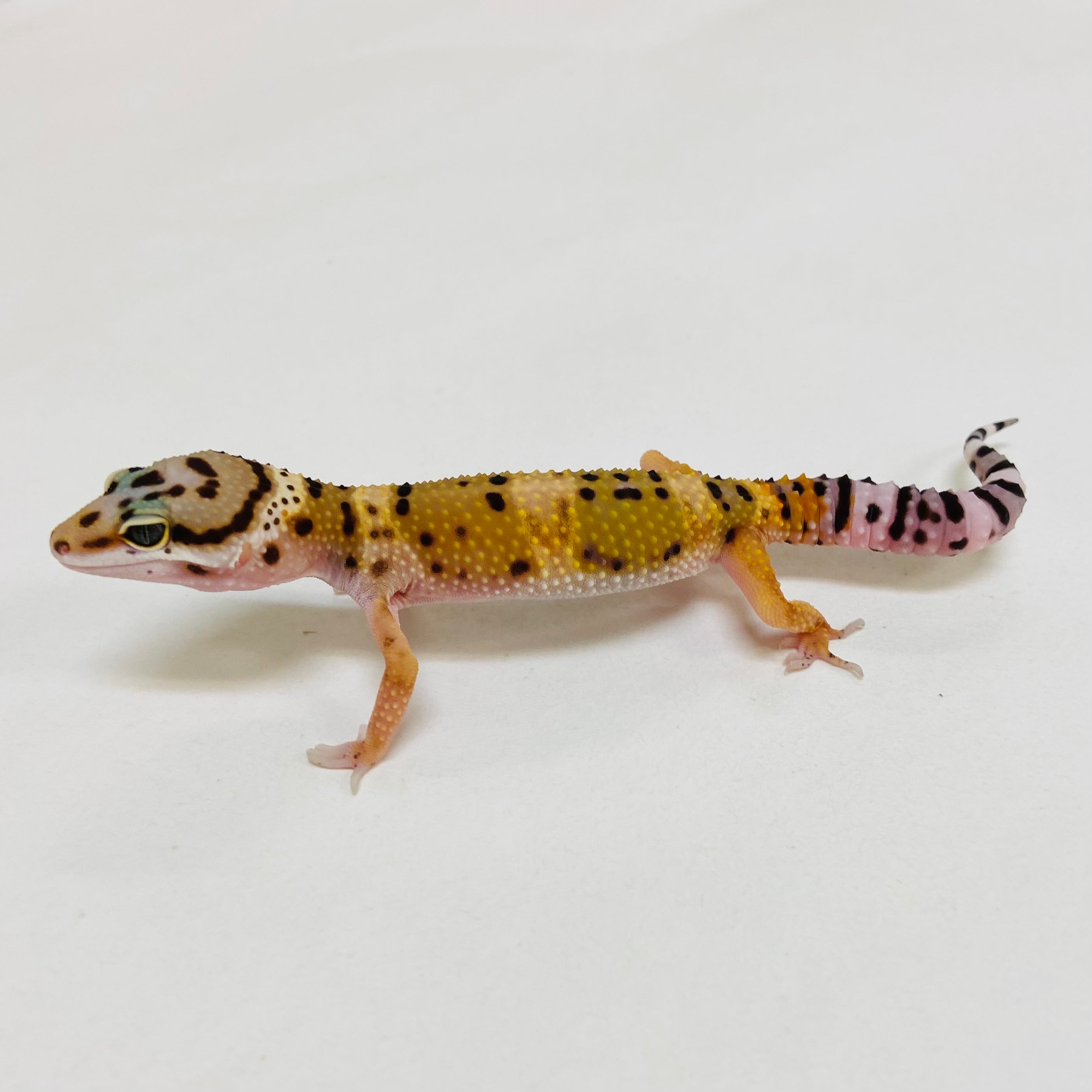 Leopard Geckos for Sale at BHB! Top Quality & Vast Selection in the US ...