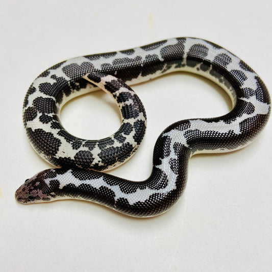 Anery Kenyan Sand Boa Male 2024M10