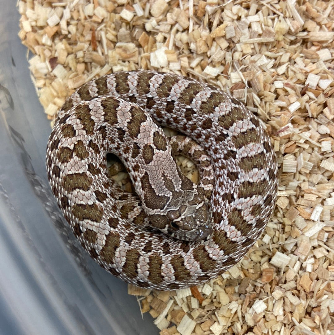 Hognose Snakes For Sale I Purchase Your Hognose Snake Online Or Pickup 