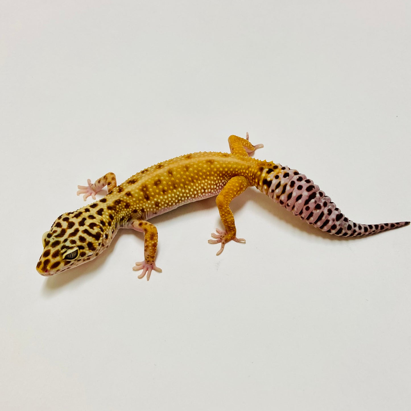 Hypo Leopard Gecko Female E-G3-91620-1