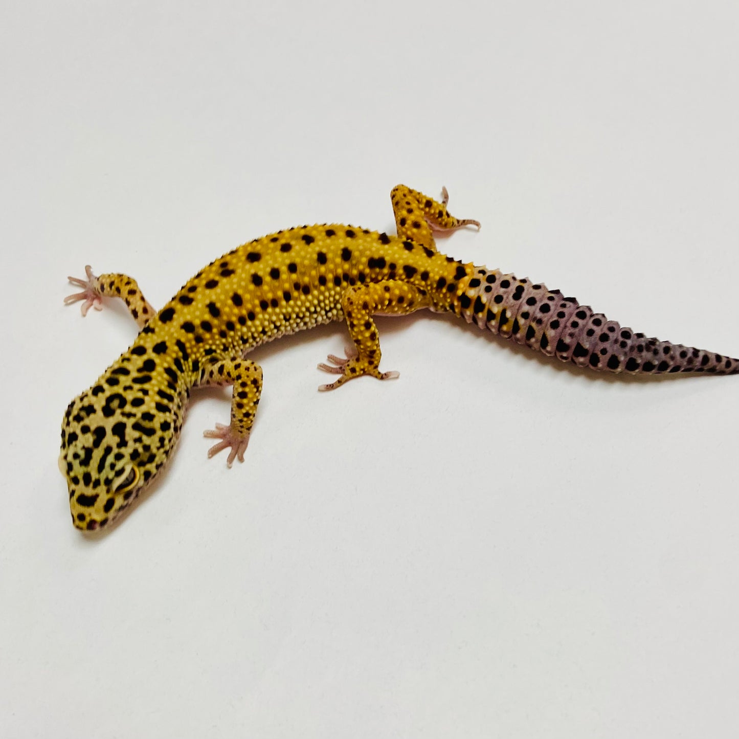 Normal Leopard Gecko Male B-H2-91522-1