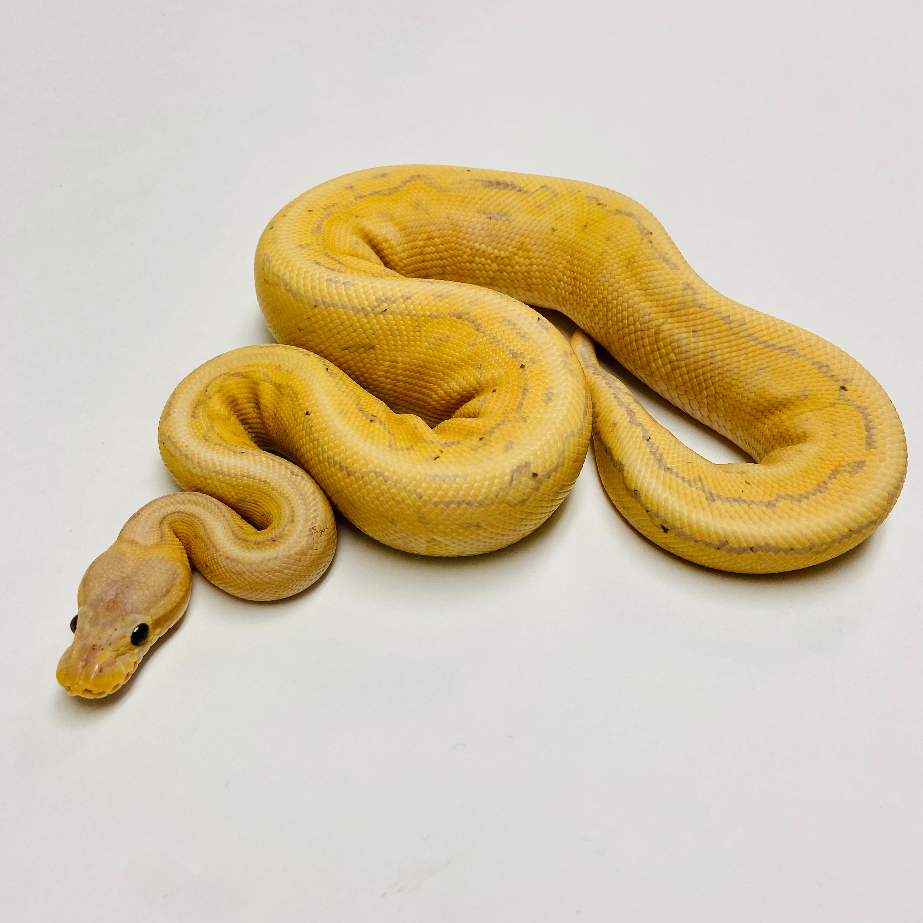 Ball Pythons For Sale At BHB Reptiles - High Quality & Wide Variety In ...