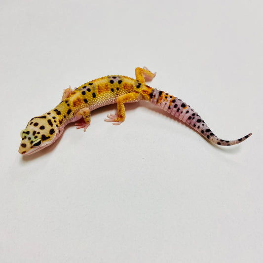 W/Y Leopard Gecko Female B-A6-71224-1