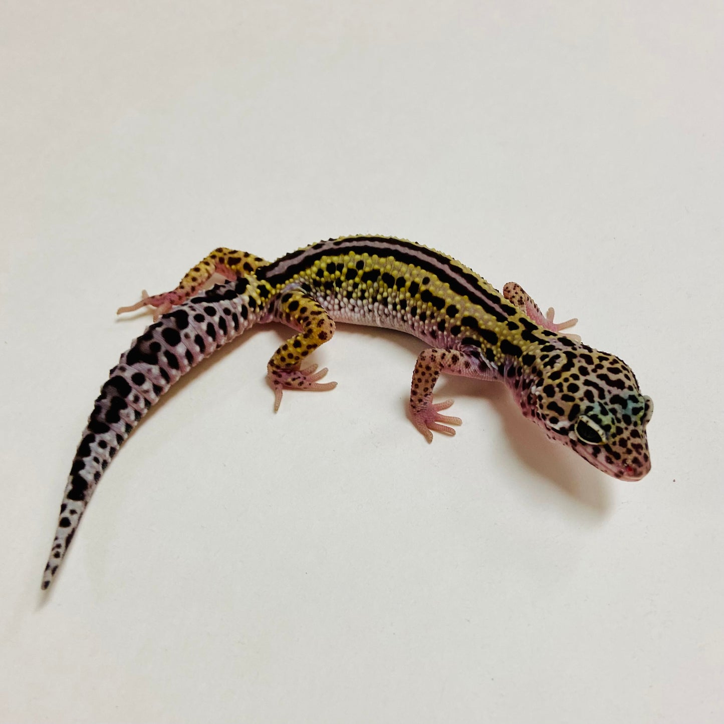 Dark Mack Snow Reverse Stripe Leopard Gecko Pos Male A-B3-71024-1