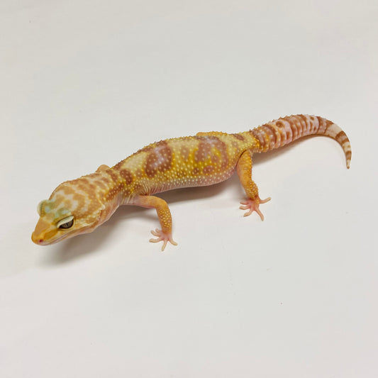 Mack Snow Tremper Albino Leopard Gecko Female C-C2-61223-1