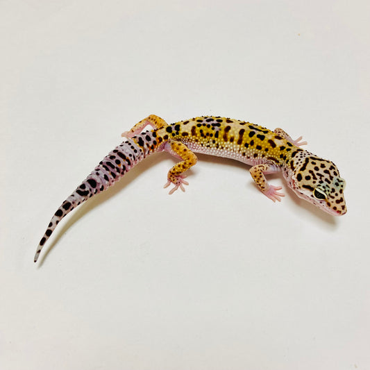 Mack Snow Leopard Gecko Male D-A9-80524-1