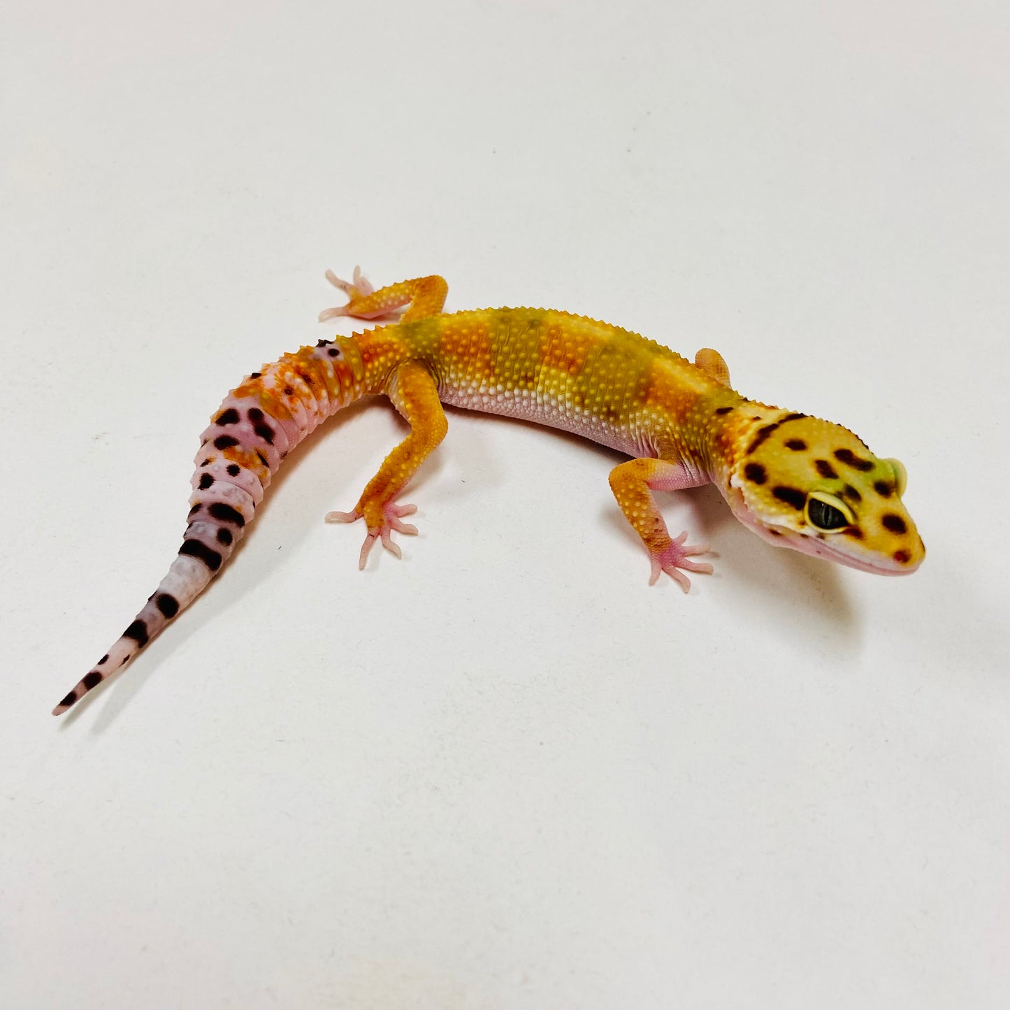 Bandit Citrine Leopard Gecko- Female #F-C8-73123-1