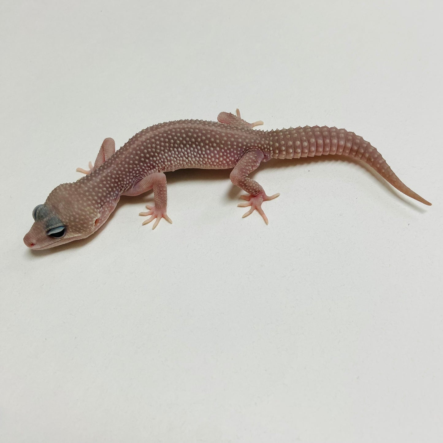 Super Snow Murphy Patternless Leopard Gecko Male B-C2-71324-1