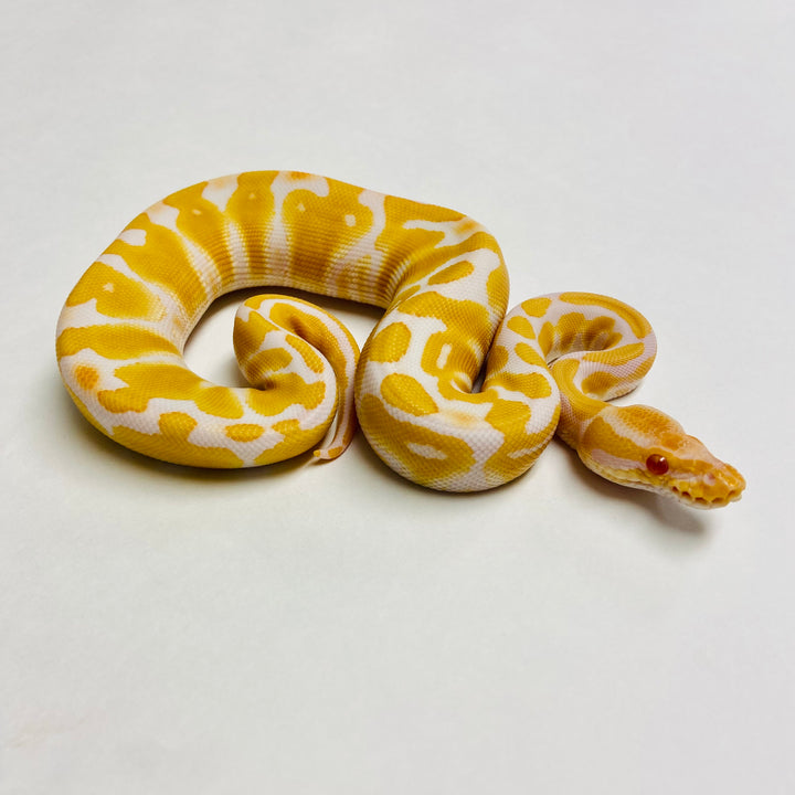 Ball Pythons for Sale at BHB Reptiles - High Quality & Wide Variety in ...