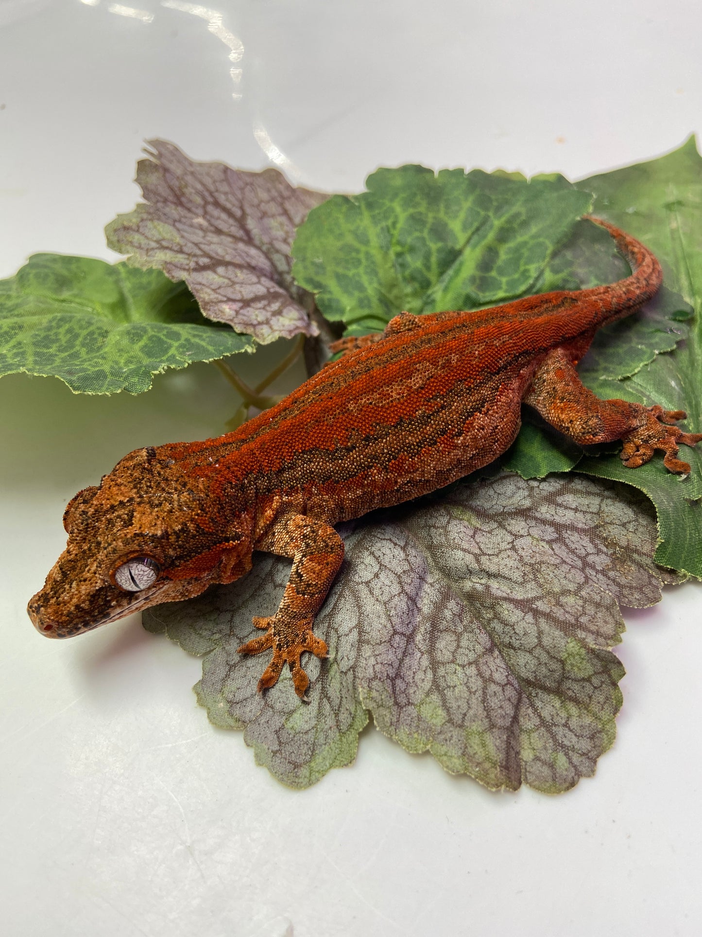 Red Six Stripe Gargoyle Gecko 2022 Male LR02