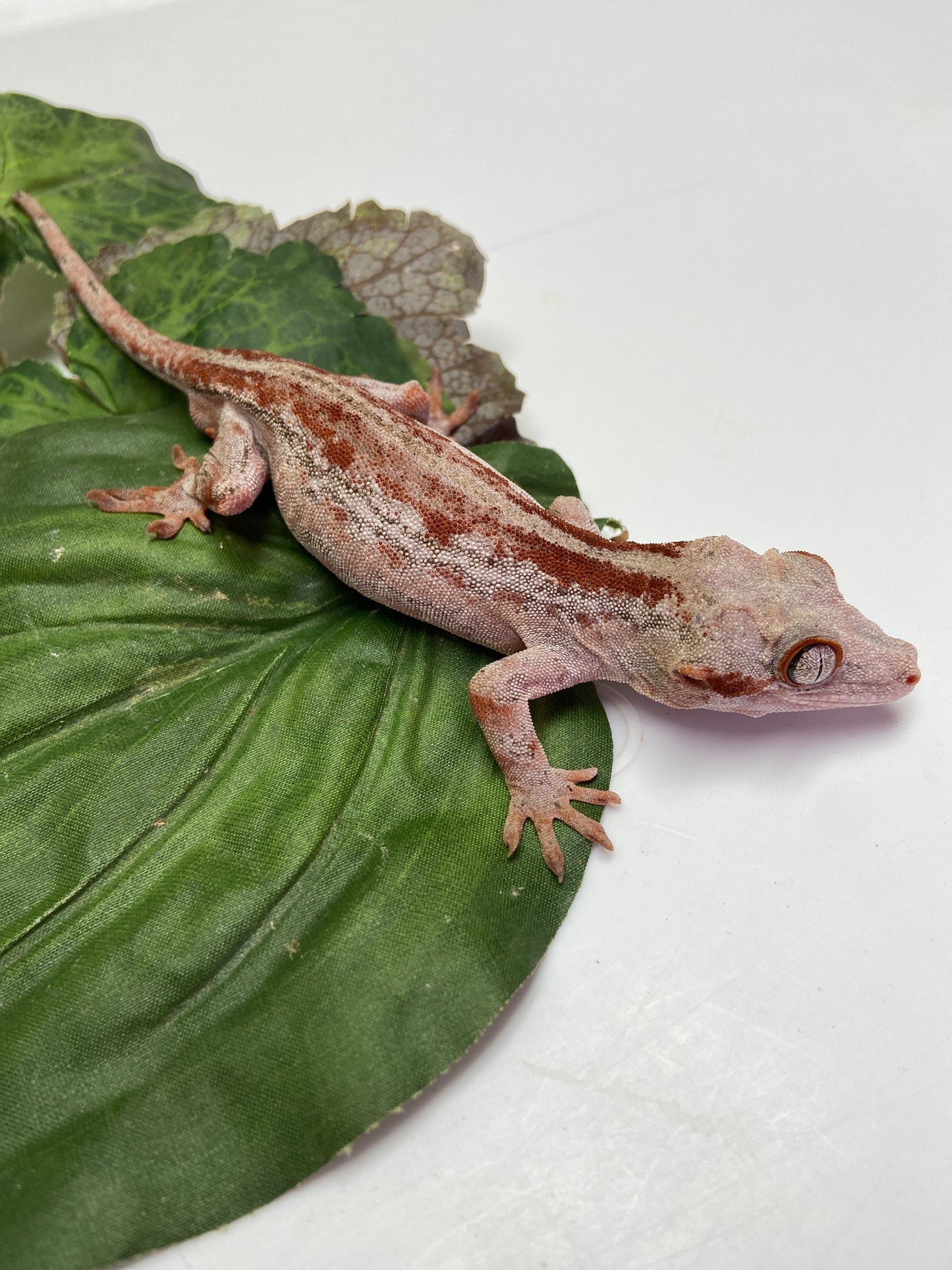 Red Stripe Gargoyle Gecko 2022 Male RB01