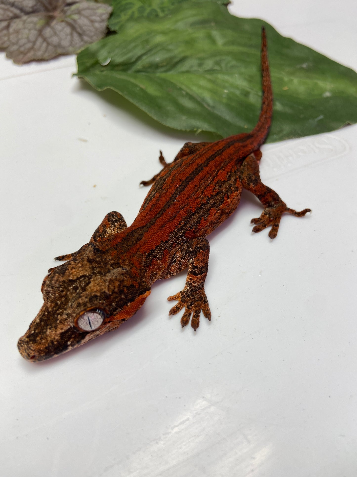 Red Super Stripe Gargoyle Gecko 2022 Male LS201