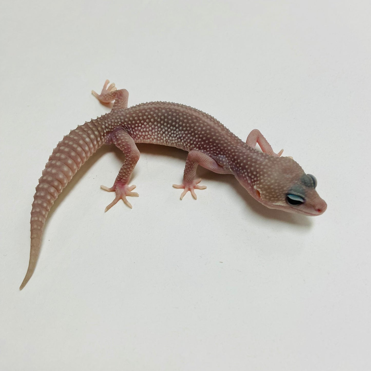 Super Snow Murphy Patternless Leopard Gecko Male B-C2-71324-1