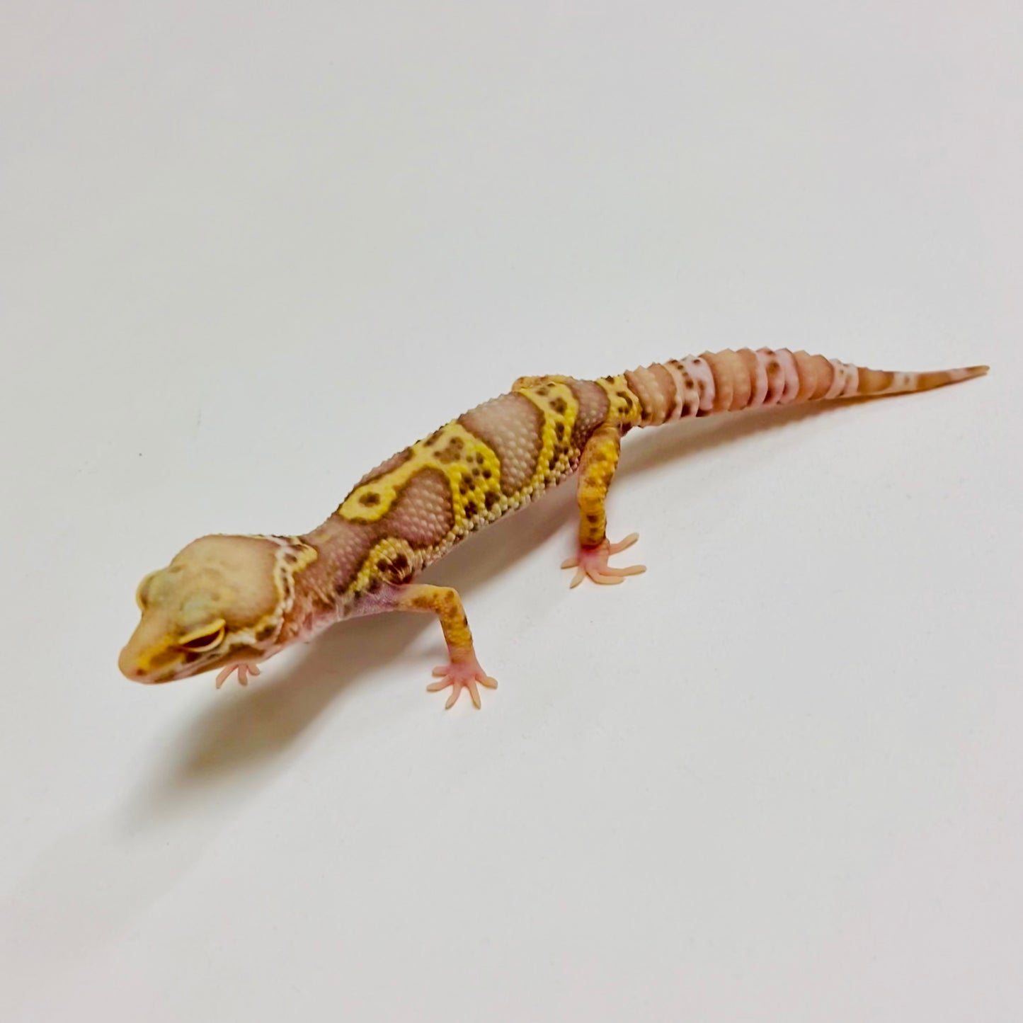 Mack Snow Radar Leopard Gecko Male B-B2-716224-1