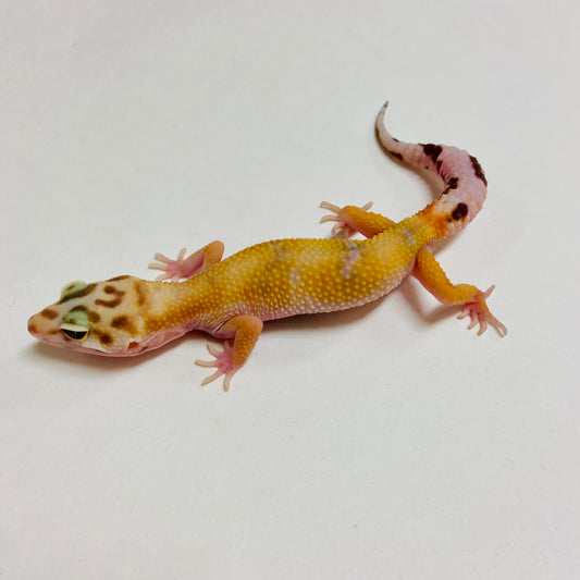 Hypo Mack Snow Tremper Albino Leopard Gecko Male A-B5-72124-1