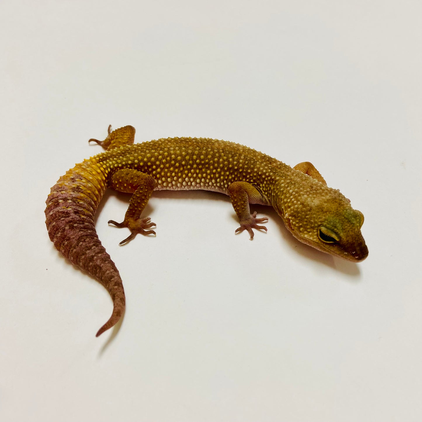 Dark Murphy Patternless Leopard Gecko Female E-C4-80122-2