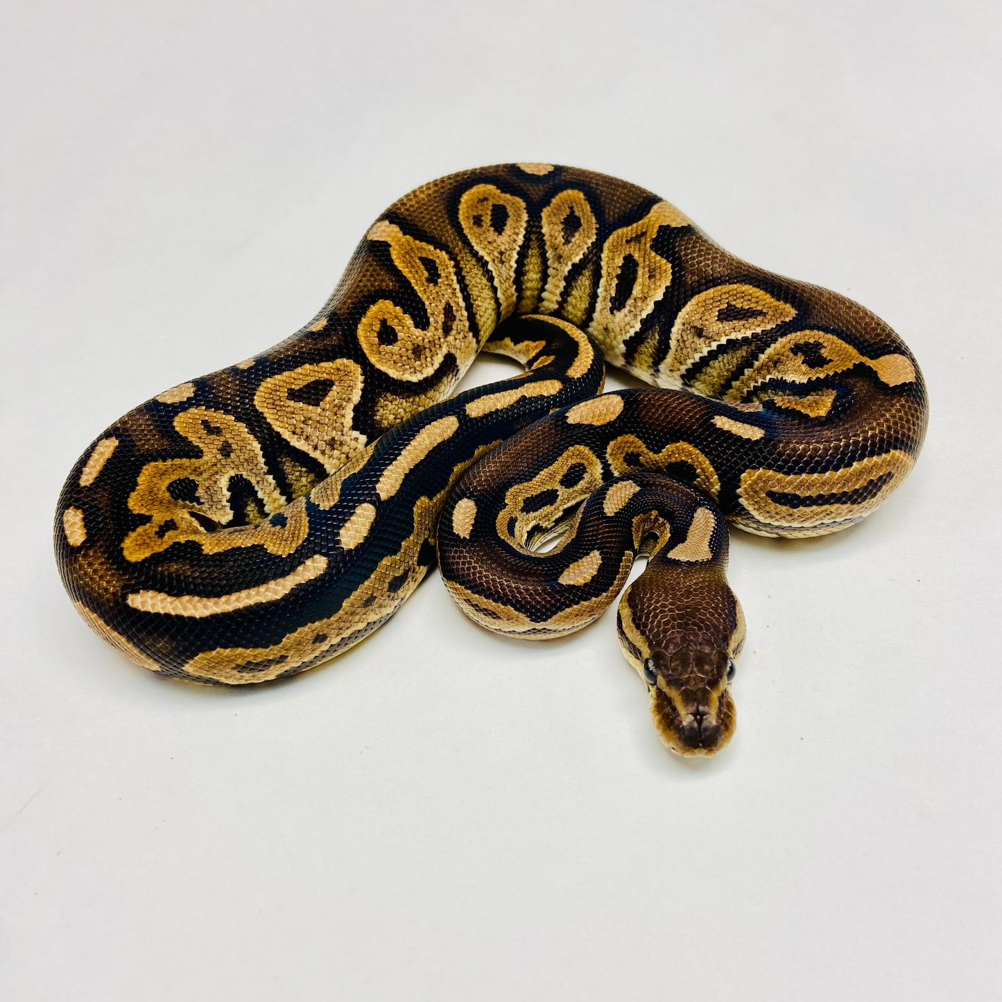 Cinnamon Het Sunset Ball Python Female 2023F02