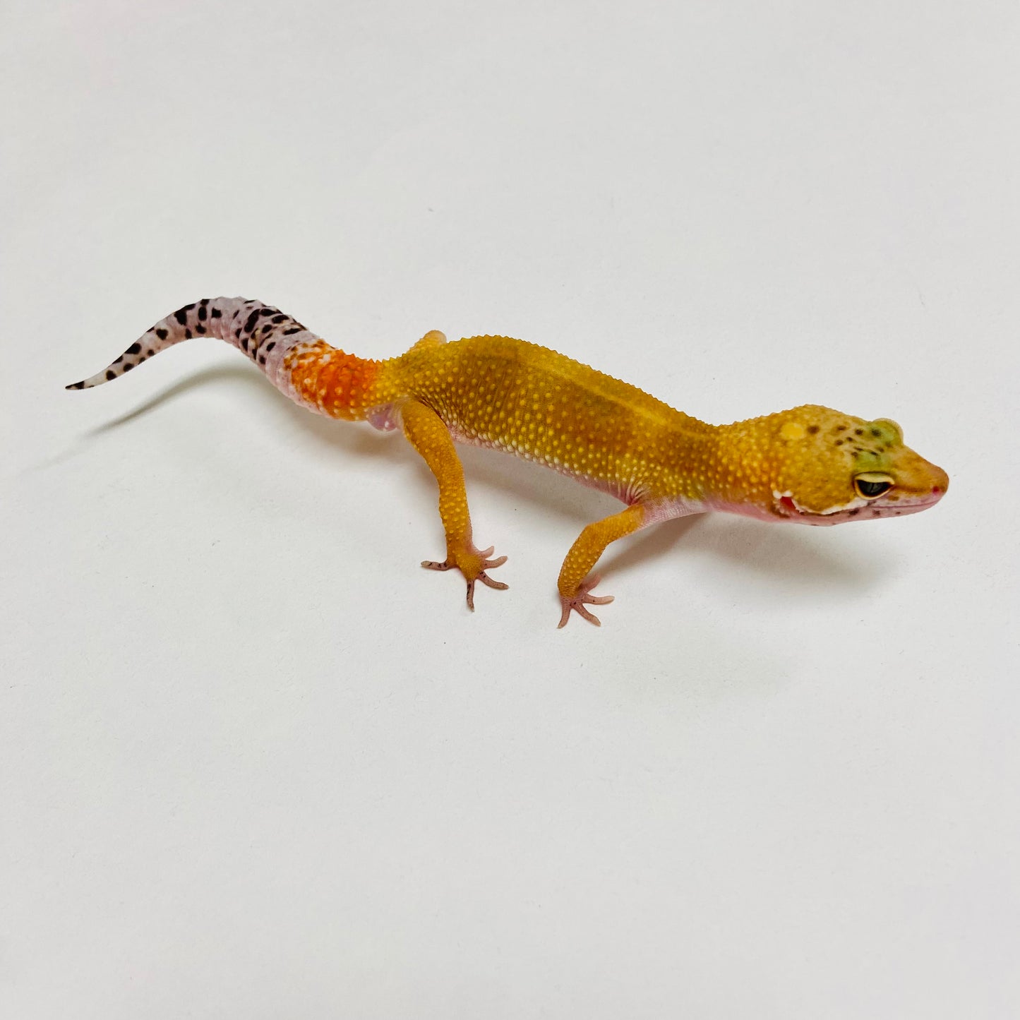 Super Hypo Tangerine Carrot Tail Leopard Gecko Male C-B8-71624-1