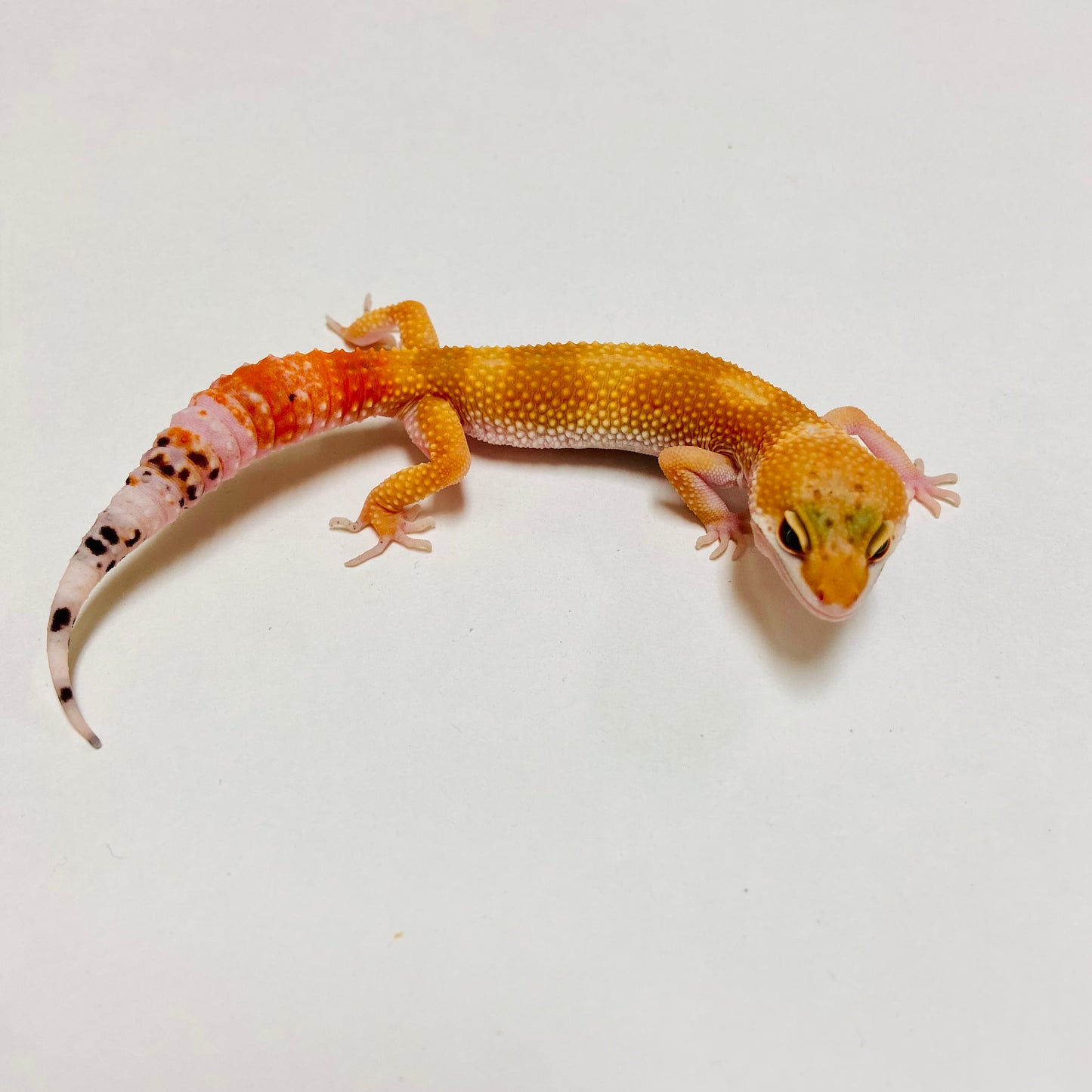 Super Hypo Tangerine Carrot Tail Baldy Leopard Gecko Female D-A3-80524-1