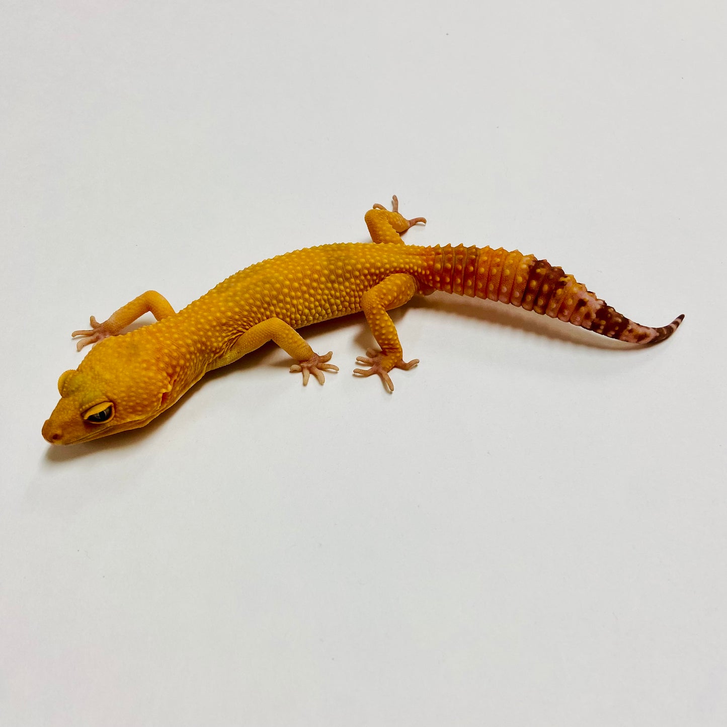 Sunglow Tremper Leopard Gecko Male A-C7-90722-1