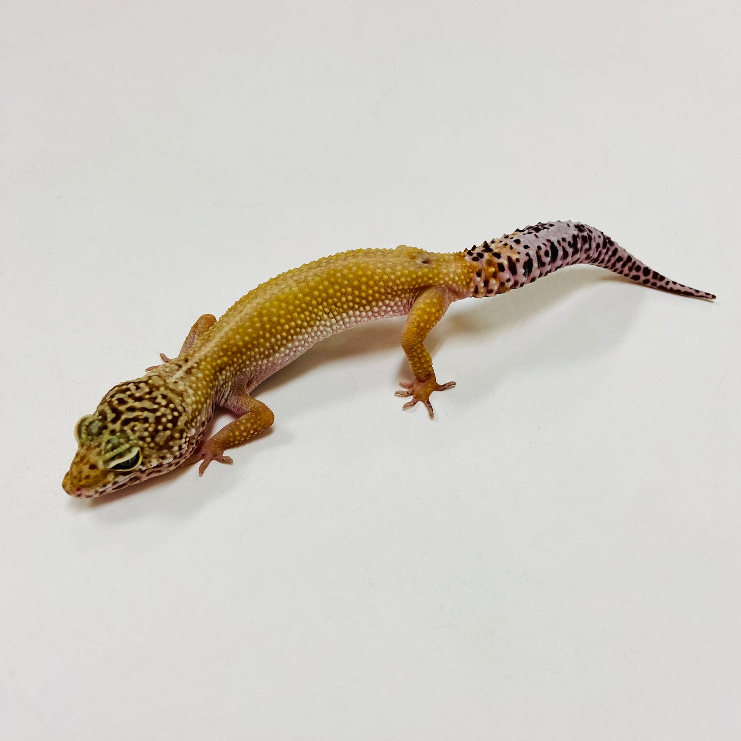 Dark Hypo  Mack Snow  Leopard Gecko Female F-G7-82622-1