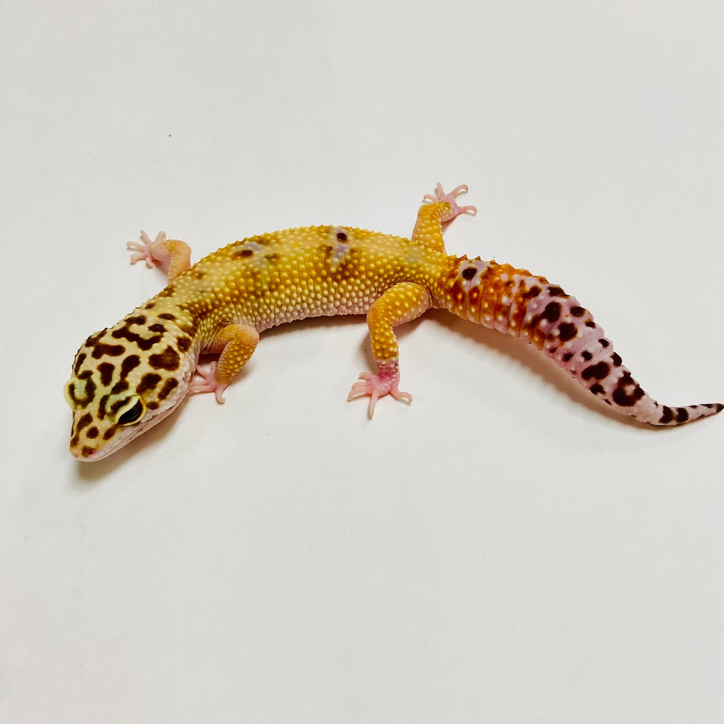 Hypo W/Y Marble Eye Leopard Gecko Female A-H7-82422-1