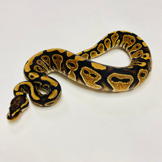 YellowBelly Ball Python- Male #2023M01