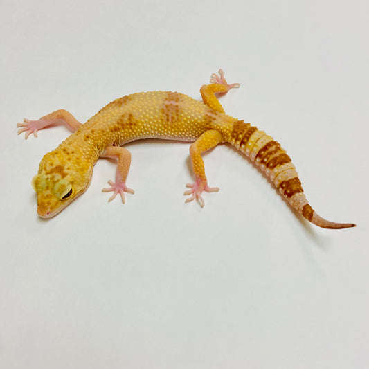 Mack Snow Raptor Leopard Gecko Female A-K11-60619-1