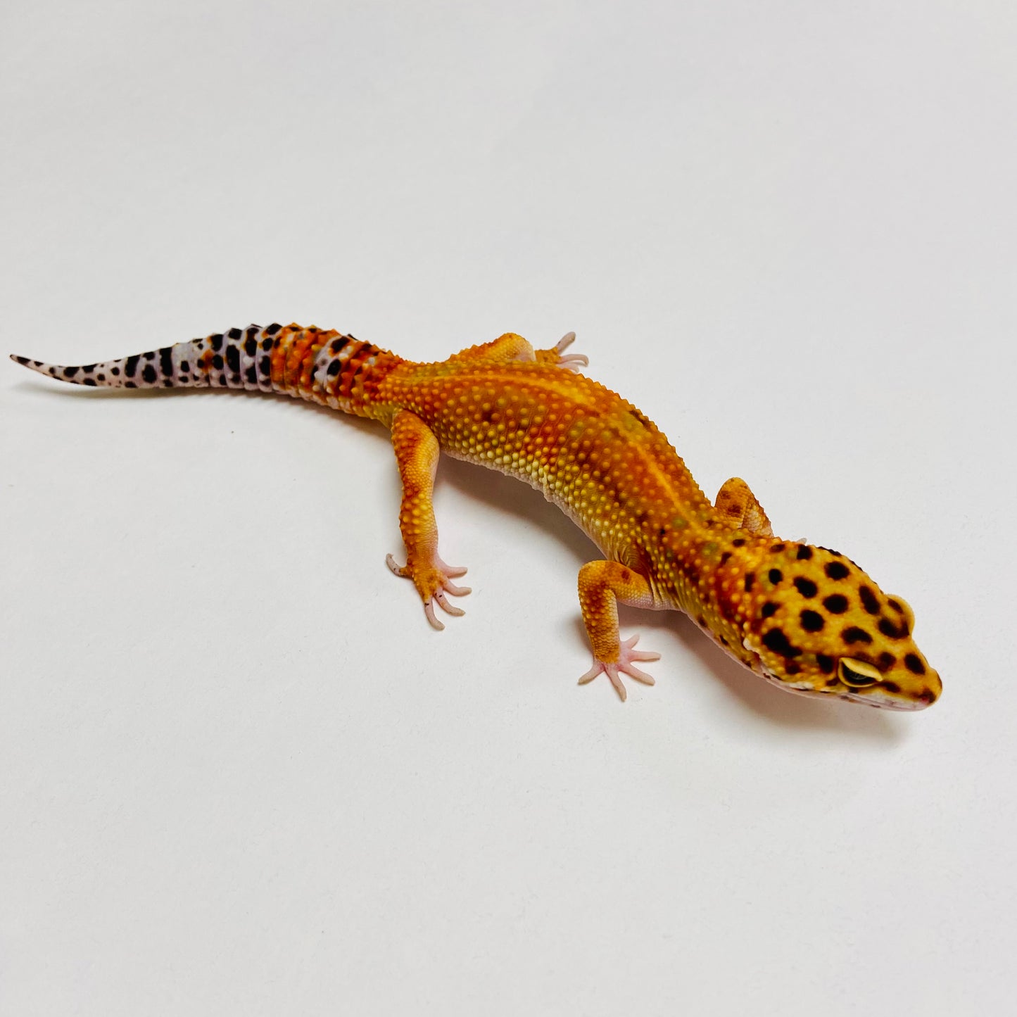 Hi Green Tangerine Carrot Tail Leopard Gecko Male B-B4-70123-1