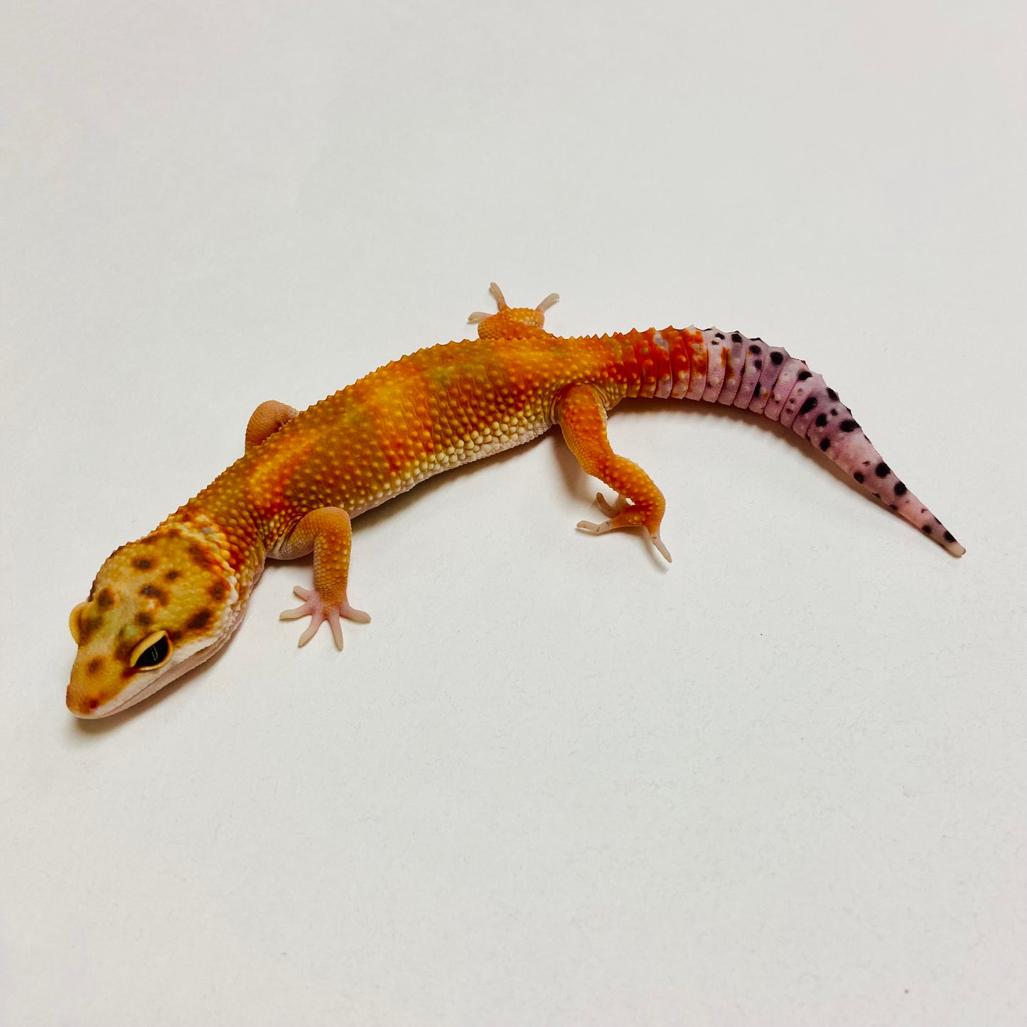 Green Tangerine Carrot Tail Leopard Gecko Male B-A1-70824-1