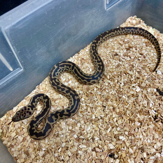 Spotted Python Female 2024F02