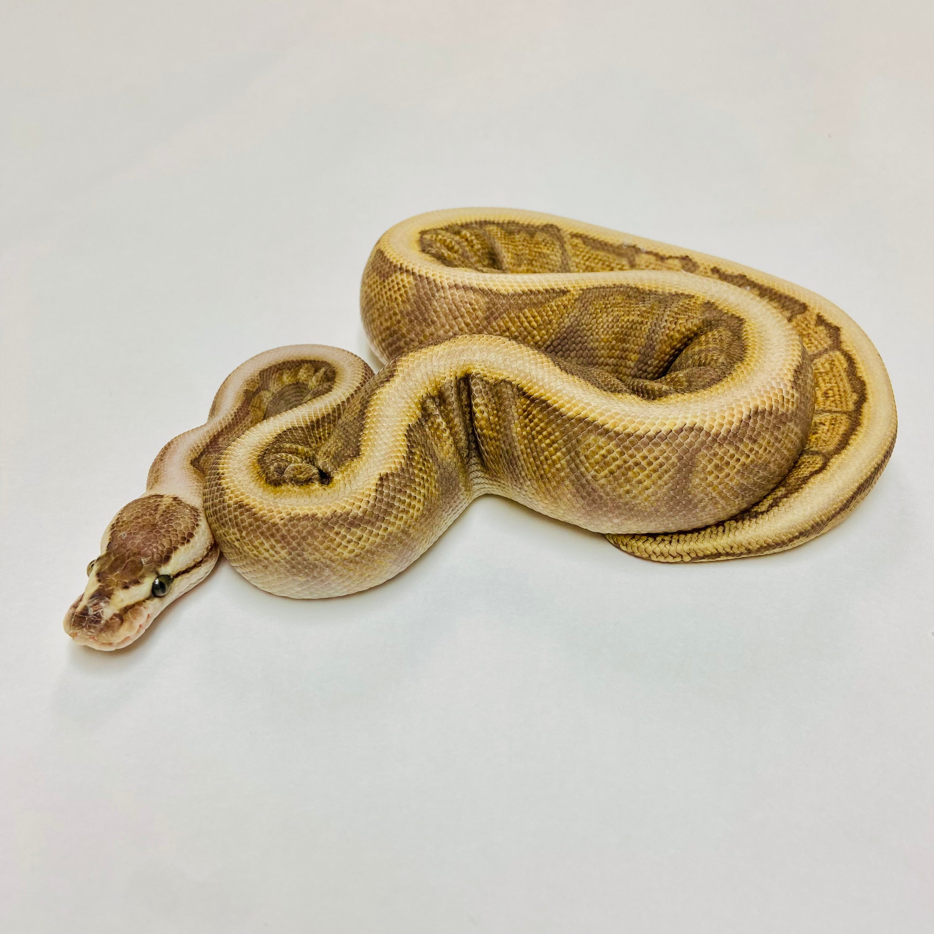 Ball Pythons for Sale at BHB Reptiles - High Quality & Wide Variety in ...