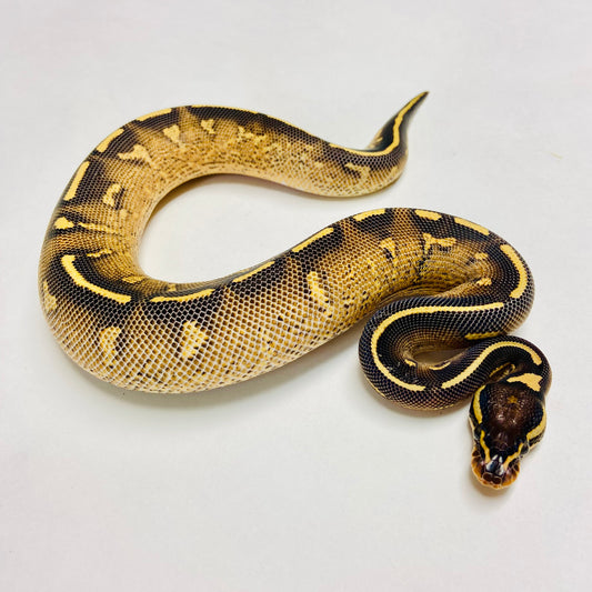 Super Gravel Ball Python Male 2023M01