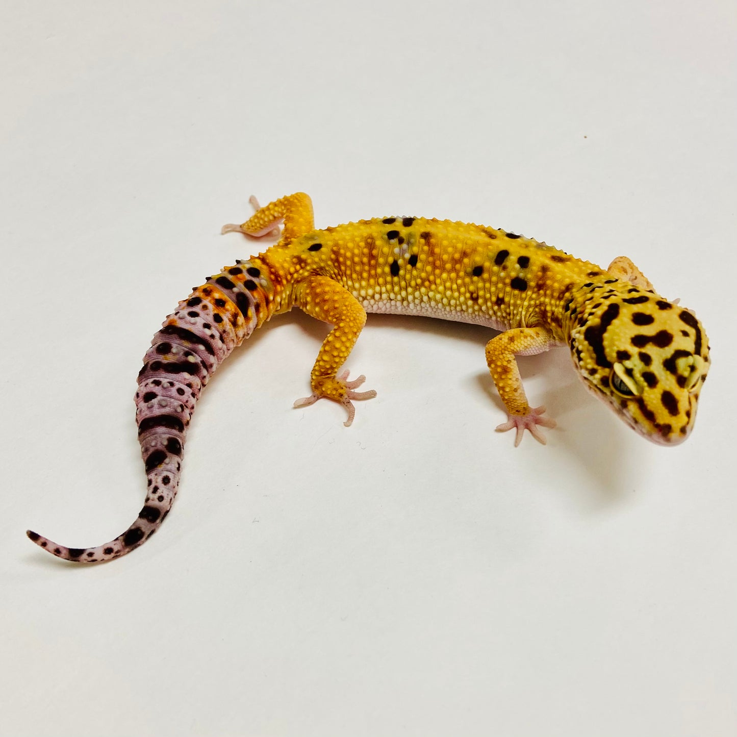 Bandit Tangerine W/Y Leopard Gecko Female A-E4-61622-1