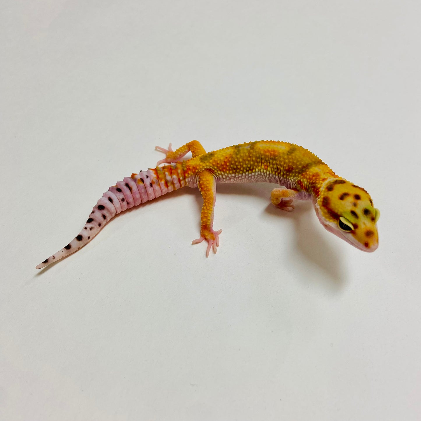 Tangerine W/Y Leopard Gecko Male A-A3-71624-1