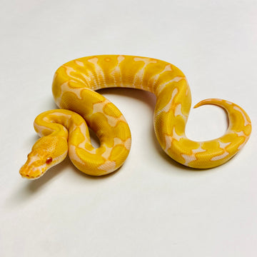 Ball Pythons for Sale at BHB Reptiles - High Quality & Wide Variety in ...