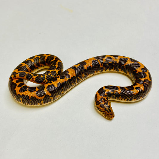 Kenyan Sand Boa Female 2024F12