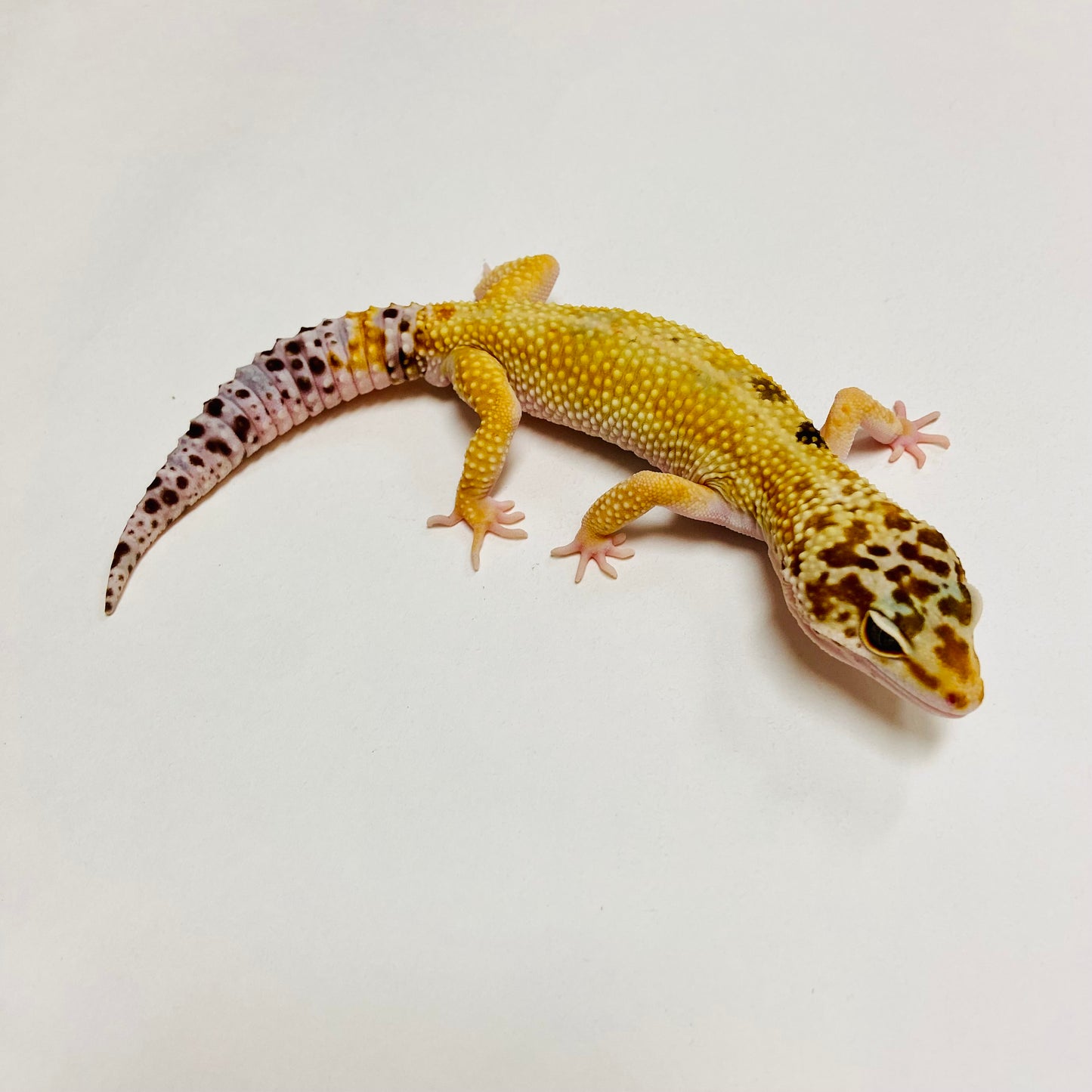 Hypo W/Y Leopard Gecko Male C-B8-60323-1