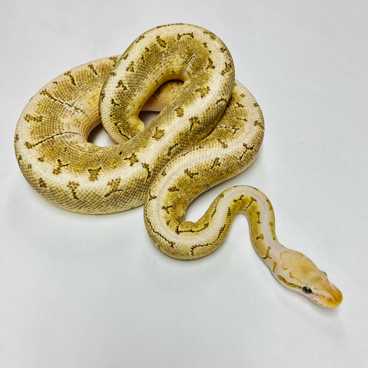 Vanilla Pinstripe Bamboo Ball Python Male 2021M02