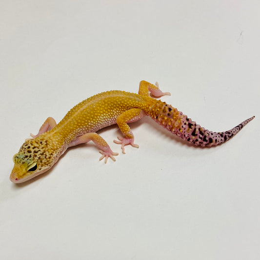 Tangerine W/Y Eclipse Leopard Gecko Female C-D2-70222-1