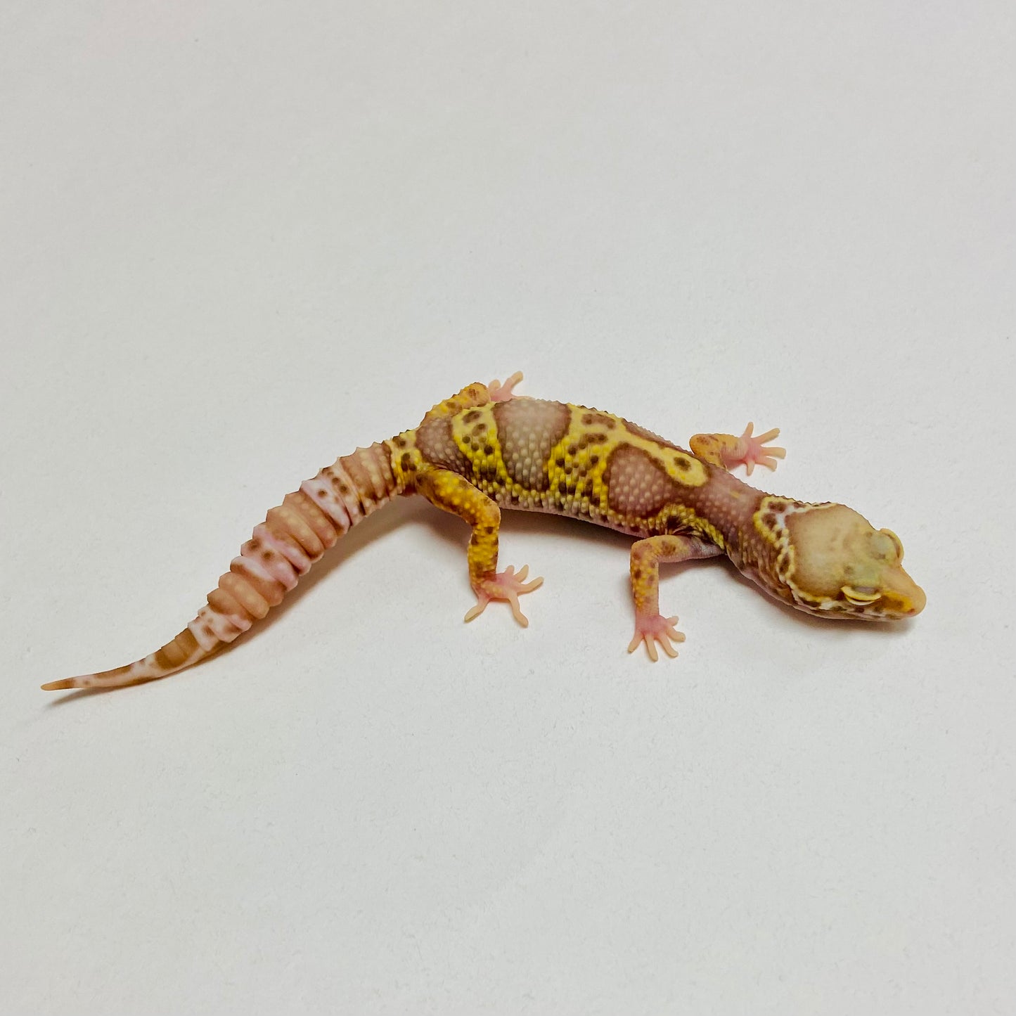 Mack Snow Radar Leopard Gecko Male B-B2-716224-1