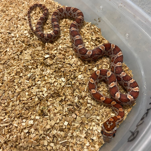 Normal Corn Snake 2024 Female F01