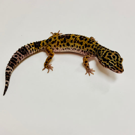 Dark Mack Snow Leopard Gecko Female C-C6-62223-1