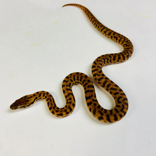 Stimson’s Python Male 2024M01