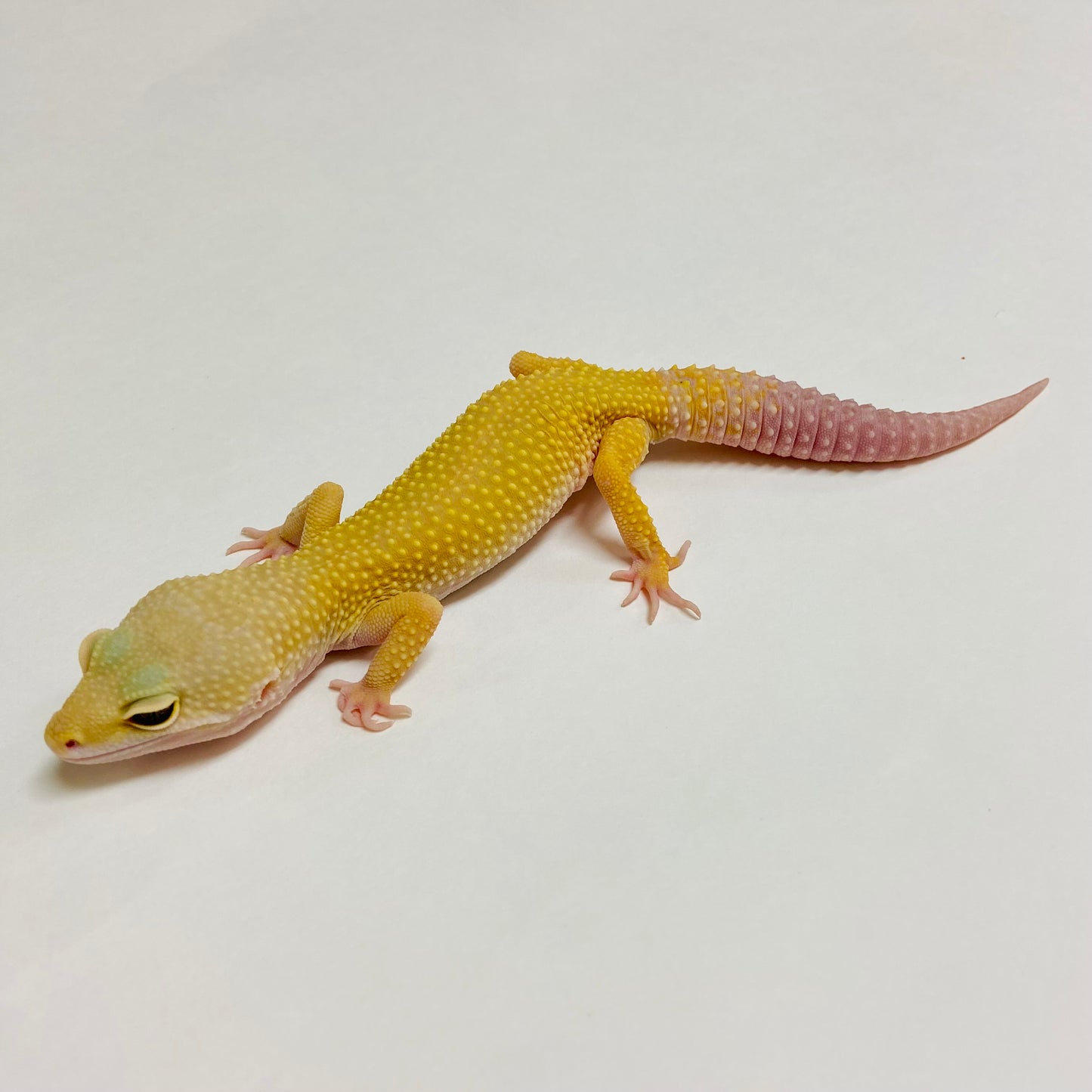 Murphy Patternless Leopard Gecko Male A-C5-62122-1