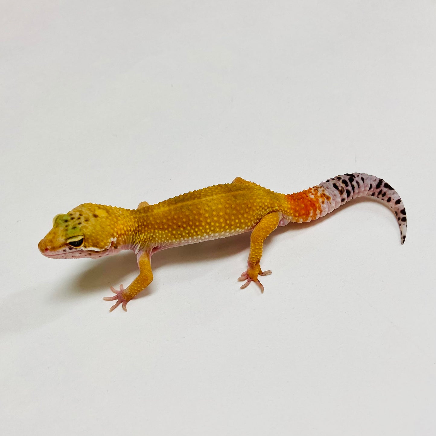 Super Hypo Tangerine Carrot Tail Leopard Gecko Male C-B8-71624-1